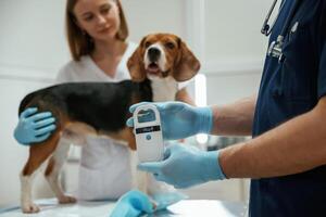 White modern device ,for searching tags. Two veterinarians are working with beagle dog in clinic photo