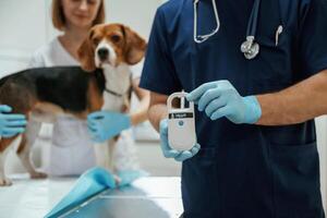 Holding electronic ,device in hand. Two veterinarians are working with beagle dog in clinic photo