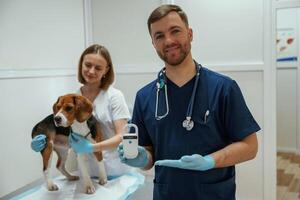 Holding,, electronic device in hand. Two veterinarians are working with beagle dog in clinic photo