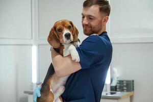 After, the examination. Holding animal. Male veterinarian is working with beagle dog in the clinic photo