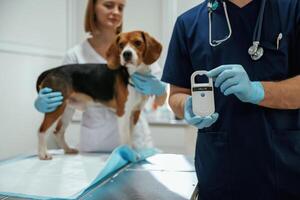 Holding ,electronic device in hand. Two veterinarians are working with beagle dog in clinic photo