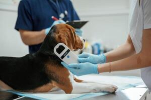 Close up ,view, animal is on the table. Two veterinarians are working with beagle dog in clinic photo