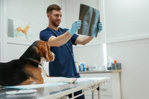 Examining,, x-ray. Male veterinarian is working with beagle dog in the clinic photo