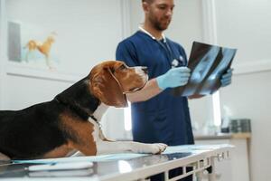 Examining, x-ray. .Male veterinarian is working with beagle dog in the clinic photo