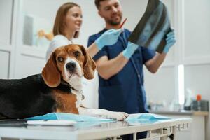 With x-ray.. Two veterinarians are working with beagle dog in clinic photo