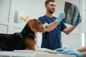 Lookin,g at x-ray. Male veterinarian is working with beagle dog in the clinic photo