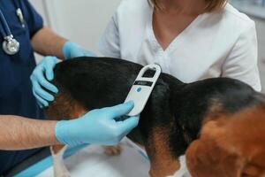 White ,modern device for searching tags. Two veterinarians are working with beagle dog in clinic photo