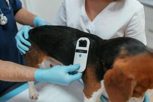 White, modern device for searching tags. Two veterinarians are working with beagle dog in clinic photo