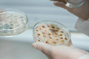Male ,and female scientists are holding containers with trichoderma and sclerotinia, lab research photo