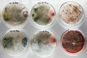 In, the ,row. Trichoderma and Sclerotinia in the laboratory in the special rounded containers photo