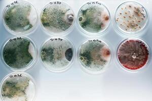 Trichoderma and Sclerotinia, in, the, laboratory in the special rounded containers photo