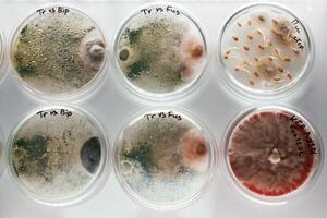 In the, row. Trichoderma, and Sclerotinia in the laboratory in the special rounded containers photo