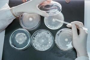 Woman, is working with ,,Sclerotinia that is in the rounded containers in the laboratory photo