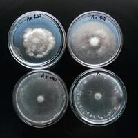 Sclerotinia in the laboratory in the ,special rounded containers photo