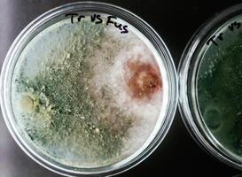 Green and red colors. Trichoderma, and Sclerotinia in the laboratory in the special rounded containers photo