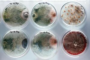 In the row. Trichoderma ,,and, Sclerotinia in the laboratory in the special rounded containers photo