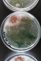 Green, and red colors.., Trichoderma and Sclerotinia in the laboratory in the special rounded containers photo