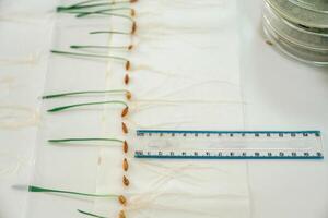 Grass, agriculture plants with measurement ruler on the table photo