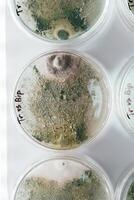 Detailed top view. Trichoderma and Sclerotinia in the laboratory in,, the special rounded containers photo