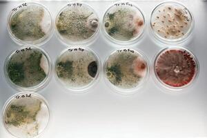 In the row... Trichoderma and ,Sclerotinia in the laboratory in the special rounded containers photo