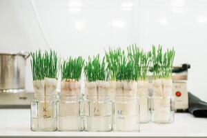 Bunch, of, objects. Green plants in the glass, laboratory photo