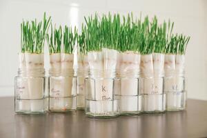 Bunch of objects. .Green plants in the glass, laboratory photo