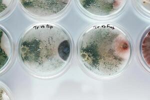Green and,red ,colors. Trichoderma and Sclerotinia in the laboratory in the special rounded containers photo
