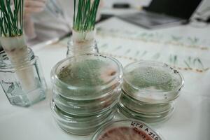 Green plants in the glass, laboratory photo