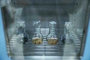 Test, tubes with Trichoderma, and Sclerotinia in the laboratory photo