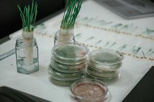 Green plants in, the glass, laboratory photo