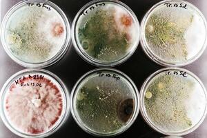 Green, and red colors. Trichoderma and Sclerotinia in the laboratory in the special rounded containers photo