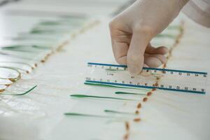 Measuring, the ,growth of plants. Woman is working in the laboratory with grass photo