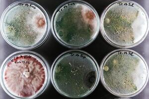 Green and ,red colors. Trichoderma and Sclerotinia in the laboratory in the special rounded containers photo