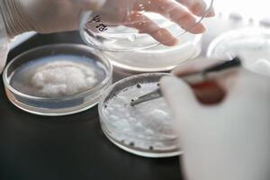 Woman is working, with Sclerotinia that is in the rounded containers in the laboratory photo