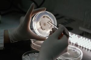 Woman is ,working with Sclerotinia that is in the rounded containers in the laboratory photo