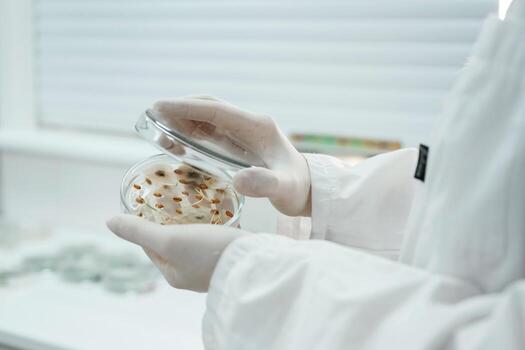 Lab ,worker is holding container with trichoderma and sclerotinia photo