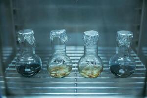 Test, tubes ,with Trichoderma and Sclerotinia in the laboratory photo