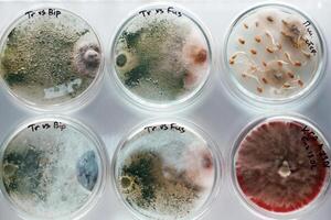 Trichoderma ,,and Sclerotinia in the laboratory in the special rounded containers photo