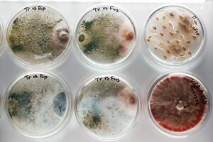 Trichoderma, and Sclerotinia in the laboratory in the special rounded containers photo