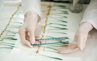 Measuring, the growth of plants. Woman is working in the laboratory with grass photo