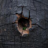 Resilience. A small plant grows from the center of a burnt tree trunk photo