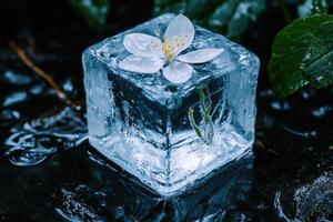 Delicate white flower frozen inside a clear ice cube photo