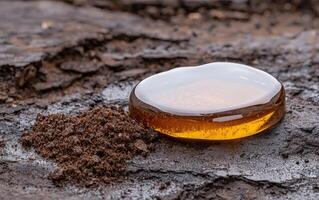 Amber resin drop on textured tree bark with soil photo
