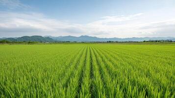 Lush green rice field under clear blue sky with distant mountains in background photo