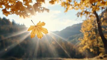 Golden maple leaf illuminated by sunlight in serene autumn landscape photo