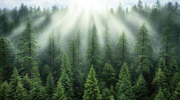 Lush green forest with mist and sunlight filtering through trees creates serene atmosphere photo