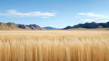 Golden grass sways gently breeze, set against backdrop of distant mountains and clear blue skies photo