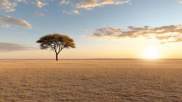 solitary tree stands in vast savannah landscape at sunset, creating serene atmosphere photo