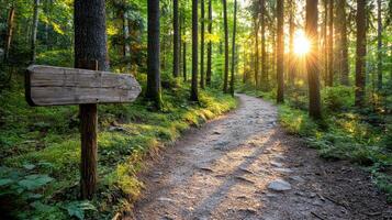 serene forest trail illuminated by golden sunlight, guiding way through lush greenery photo