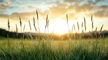 Golden grass swaying gently in evening breeze under vibrant sky photo